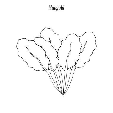 Pazı salatası illüstrasyon anahat