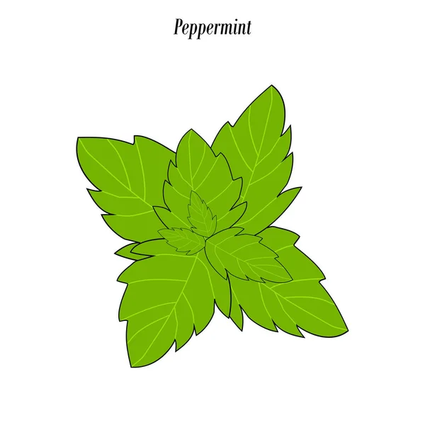 Ilustração da folha de hortelã-pimenta — Vetor de Stock