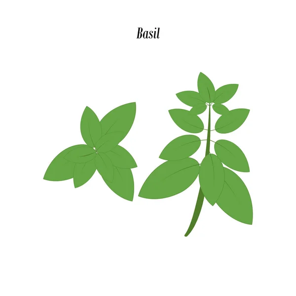 绿色罗勒插图 — 图库矢量图片