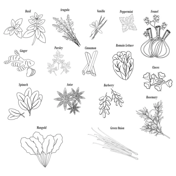 Ervas, verduras e especiarias ilustração esboço — Vetor de Stock