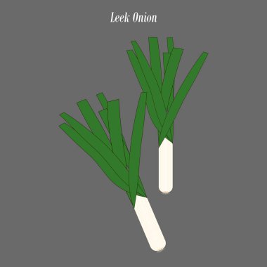 Pırasa soğan illüstrasyon