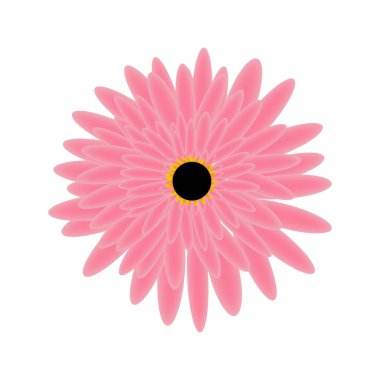 Kasımpatı çiçeği illüstrasyon