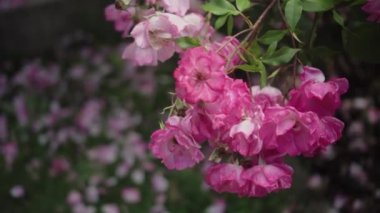 Çiçekli çalılar gül Bahçe, botanik bahçesinde