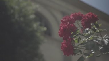 Çiçekli çalılar sera yakınındaki gül Bahçe, botanik bahçesinde