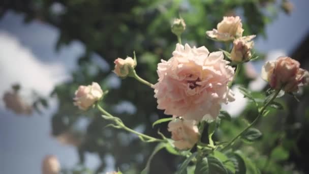 Arbustos floridos no jardim de rosas, Jardim Botânico — Vídeo de Stock