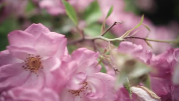 Bloeiende struiken in de tuin, botanische rozentuin — Stockvideo