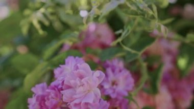 Çiçekli çalılar sera yakınındaki gül Bahçe, botanik bahçesinde