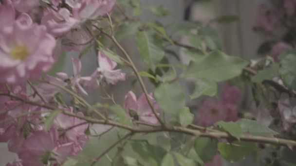 Flowering bushes in the rose garden, Botanical garden near greenhouse — Stock Video