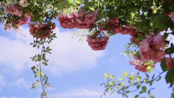 Bloeiende struiken in het rosarium op de hemelachtergrond, botanische tuin — Stockvideo