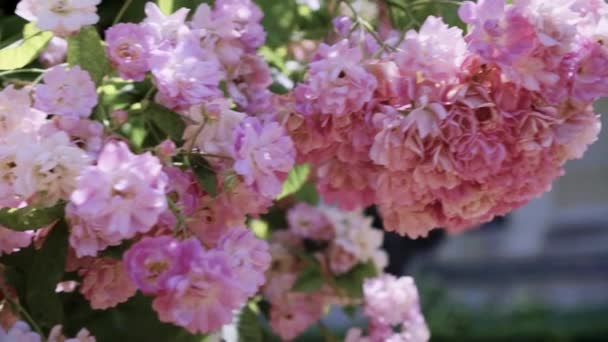 Kvetoucí keře v růžové zahrady, botanické zahrady skleník — Stock video