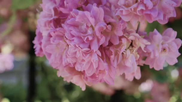 Bloeiende struiken in de tuin, botanische rozentuin in de buurt van broeikasgassen — Stockvideo