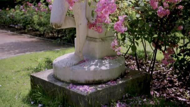 Скульптура падшего ангела через цветущие кусты в розовом саду — стоковое видео