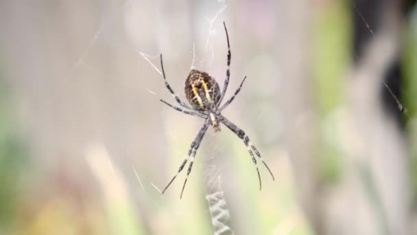 Geel-zwarte spin in haar spinnenweb - Argiope bruennichi — Stockvideo