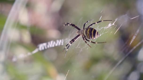 Желто-чёрный паук в паутине - Argiope bruennichi — стоковое видео