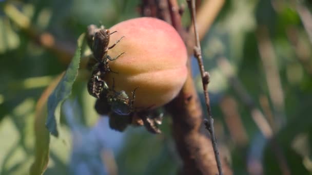 En stor grupp skalbaggar äter en persika på trädet. Protaetia cuprea ignicollis — Stockvideo