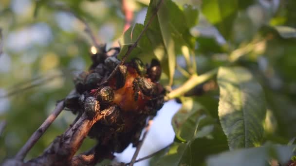 Large group of beetles and wasps eats a peach on the tree. Protaetia cuprea — Stock Video