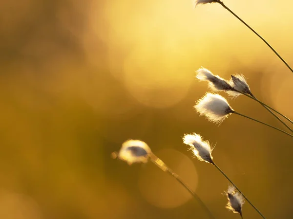 Baumwollgras Der Abendsonne Hintergrund Natur — Stockfoto