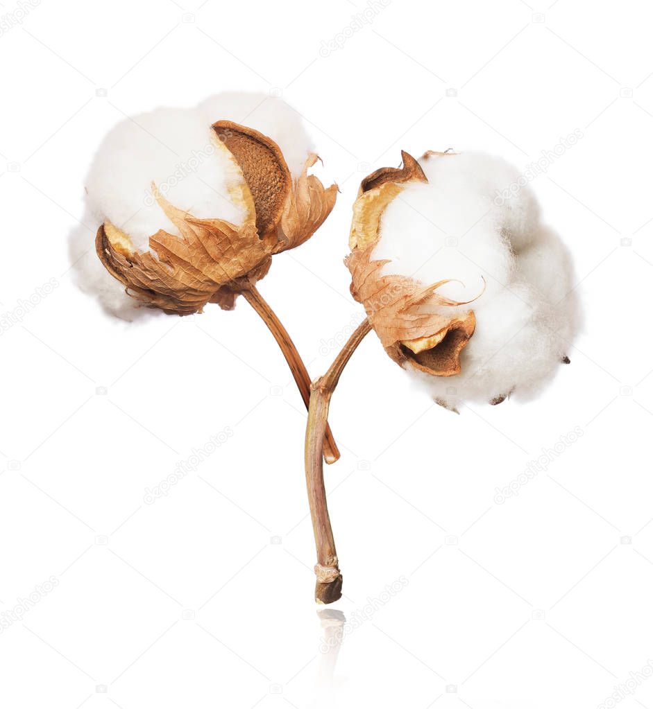 Two cotton plant flowers close-up isolated on white background 