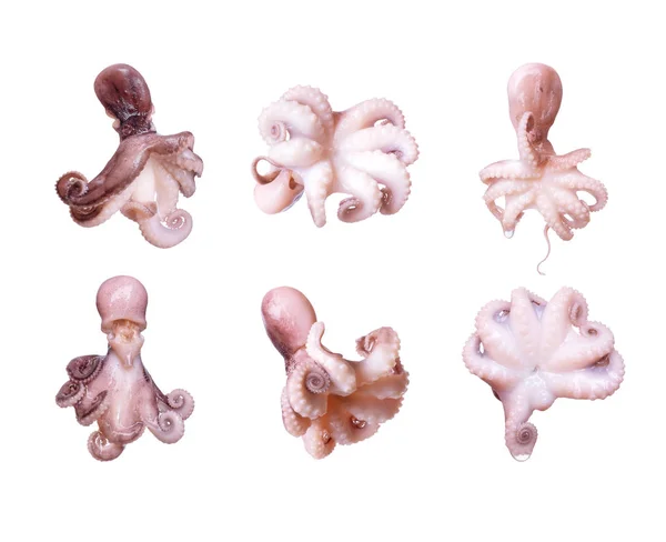Set of small octopuses isolated on white background — Stock Photo, Image