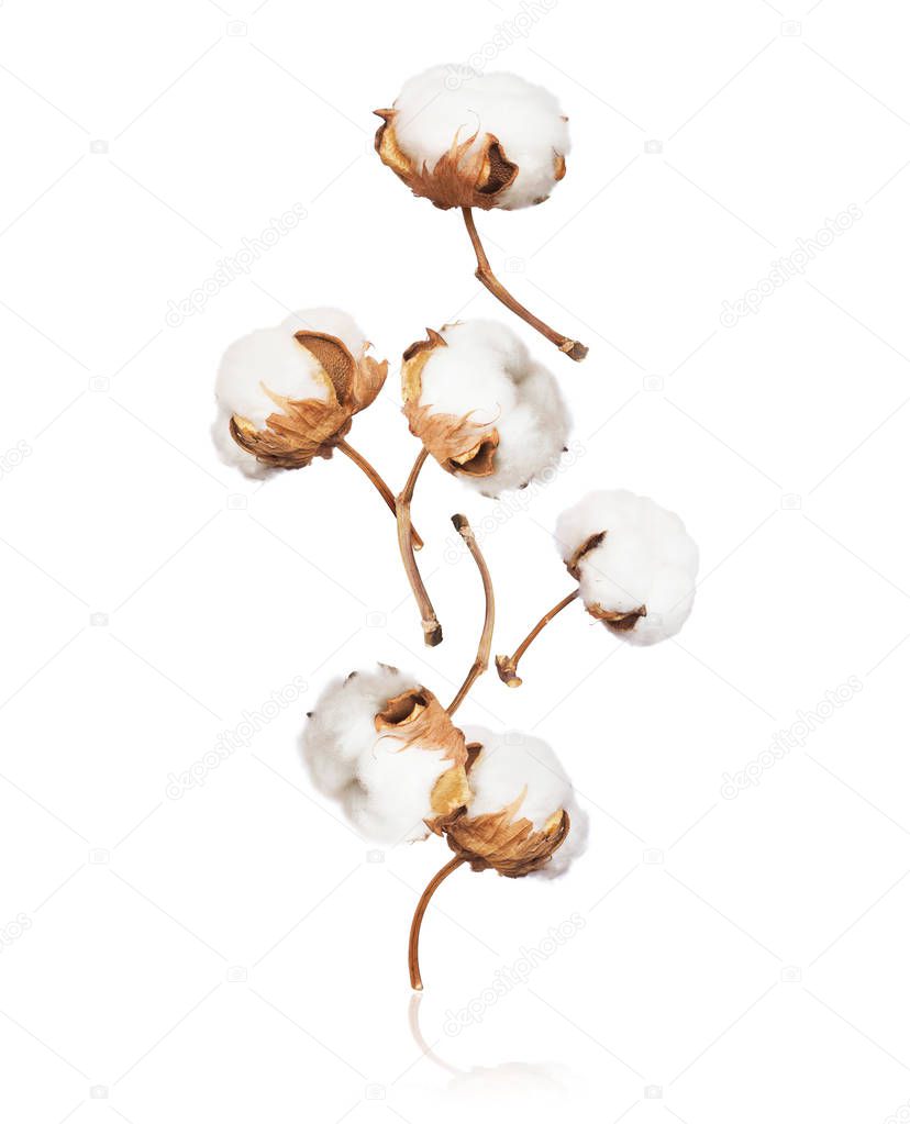 Cotton flowers fall down close up on white background