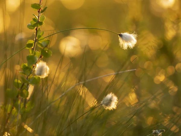 Macro de hierba de algodón a la luz del atardecer. Fondo de naturaleza —  Fotos de Stock