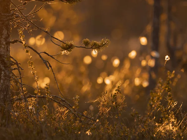 松树枝在夕阳的灯光下。自然背景 — 图库照片