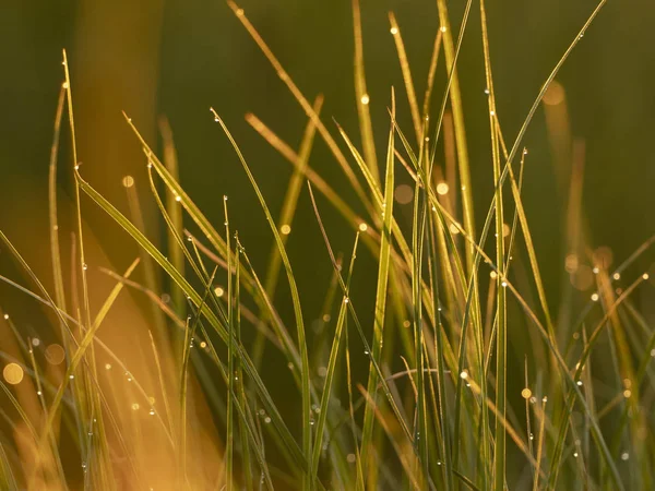 Gras im Sonnenuntergang. Hintergrund Natur — Stockfoto