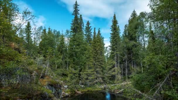 Viento Sacude Árboles Bosque Taiga — Vídeos de Stock