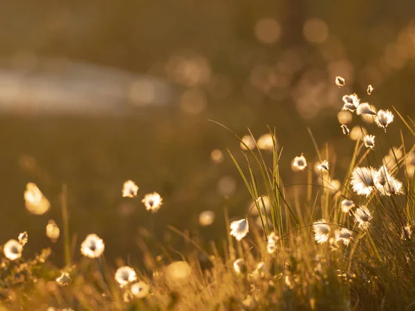 Bawełniana trawa w świetle zachodu słońca. Tło przyrodnicze — Zdjęcie stockowe