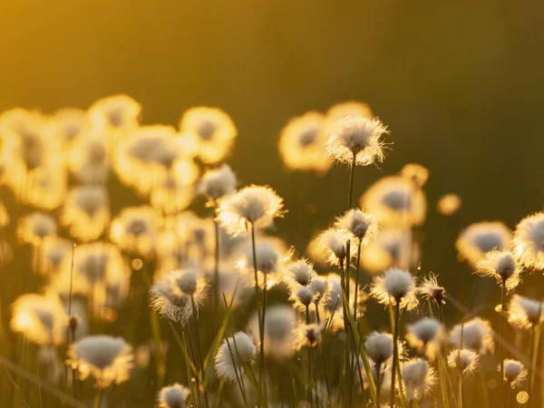 Hierba de algodón en la luz del atardecer. Fondo de naturaleza —  Fotos de Stock