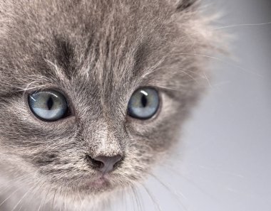 Gri küçük yavru kedi yakın çekim portresi