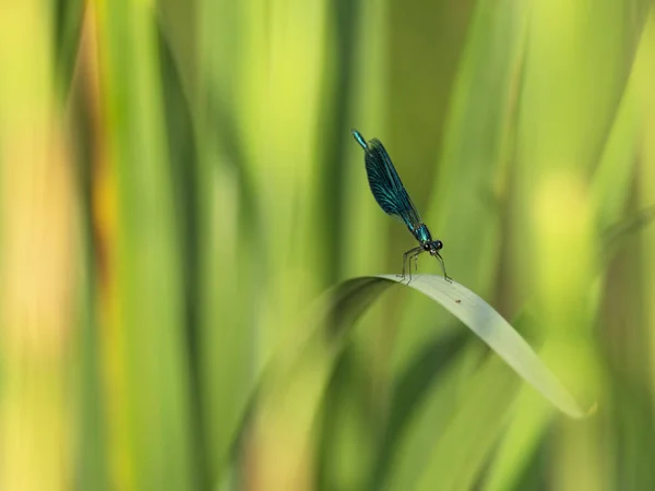 Unique dragonfly close-up sits on the stem. Nature background