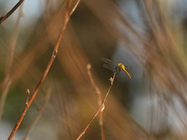 Sarı yusufçuk bir şube yakın çekim oturur. Doğa arka planı
