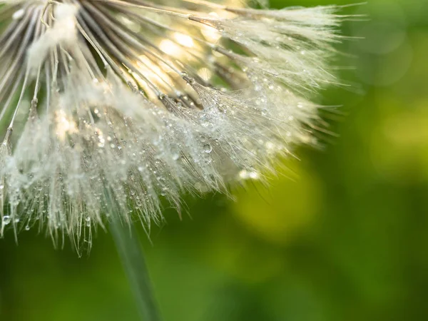 Rocía gotas en un diente de león de cerca. Fondo de naturaleza —  Fotos de Stock