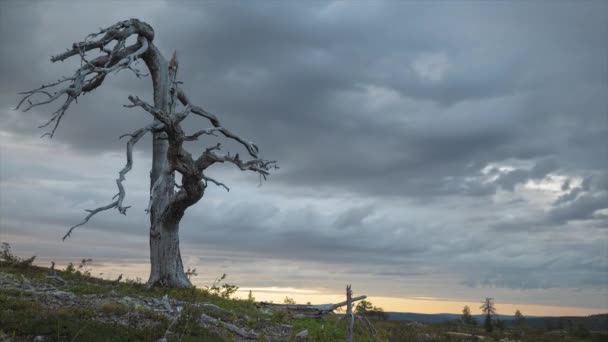 Летний День Северной Европе Старое Сухое Дерево Фоне Движущихся Серых — стоковое видео