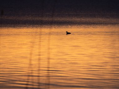 Orman gölünde gün batımında yalnız ördek