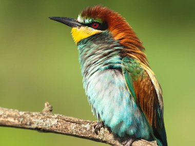 Kuru bir dalda dağınık Avrupalı arı yiyenin portresi