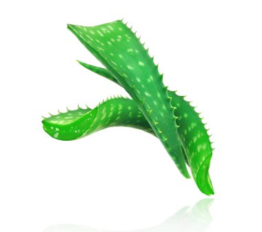 Beyaz arka planda üç sap aloe vera yakın plan