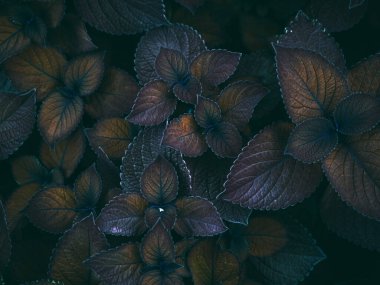 Güzel çiçek bitkilerinin güzel doğası