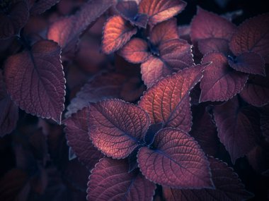 Koyu renkli güzel çiçeklerin güzel arka planı