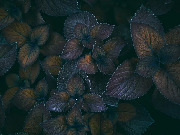 Hermosa Naturaleza Fondo Hermosas Plantas Flores —  Fotos de Stock