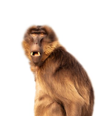 Şaşırmış maymun beyaz arka planda izole edilmiş kameraya bakıyor. (Theropitecus gelanda)
