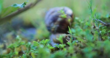 çim, sabah erken tarama bir salyangoz Close-Up