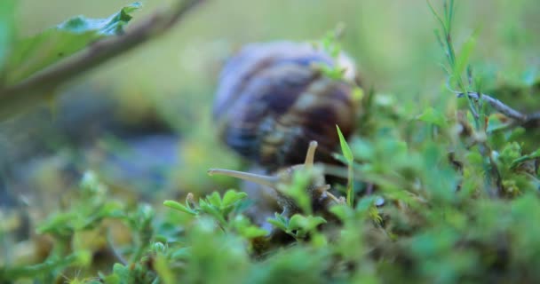 Gros Plan Escargot Rampant Dans Herbe Tôt Matin — Video