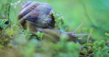 çim, sabah erken tarama bir salyangoz Close-Up