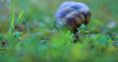 çim, sabah erken tarama bir salyangoz Close-Up