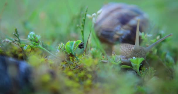 gros plan d'un escargot rampant dans l'herbe, tôt le matin 