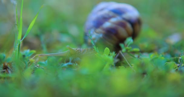 gros plan d'un escargot rampant dans l'herbe, tôt le matin 