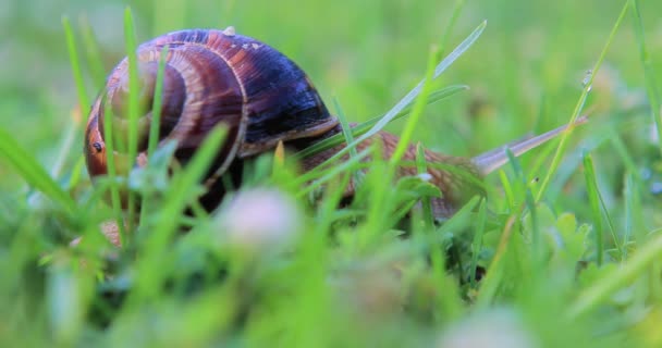 gros plan d'un escargot rampant dans l'herbe, tôt le matin 