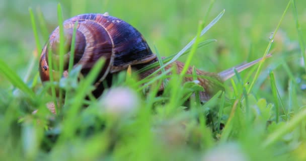 Primo Piano Una Lumaca Che Striscia Nell Erba Mattina Presto — Video Stock